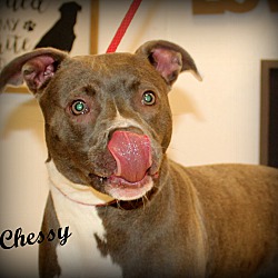 Thumbnail photo of Chessy~meet me! #2