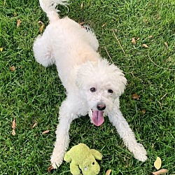 Thumbnail photo of Rocco- read bio #3