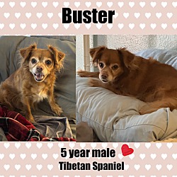 Thumbnail photo of BUSTER - 5 YEAR TIBETAN SPANIE #1