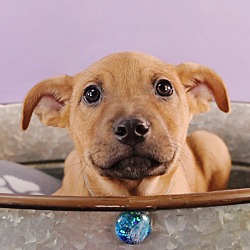 Photo of Sally Sunshine's Pup - Sheldon