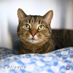 Photo of Sahaana