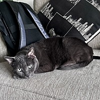 adopt a pet