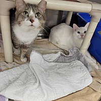 adopt a pet