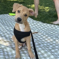 adopt a pet