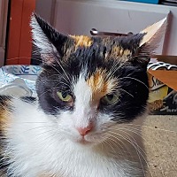 adopt-pet