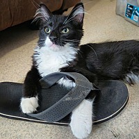 adopt a pet