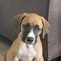 adopt a pet