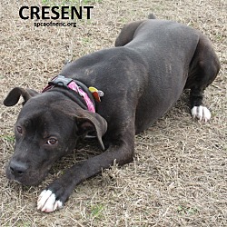 Thumbnail photo of Cresent #2