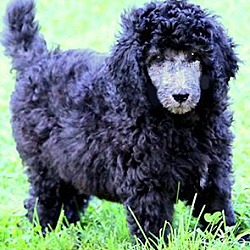 Thumbnail photo of TOPPER(GOLDENDOODLE PUPPY-WOW! #3