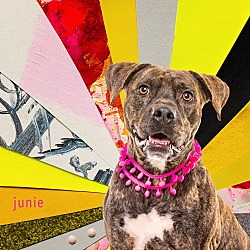 Photo of Amazing Junie