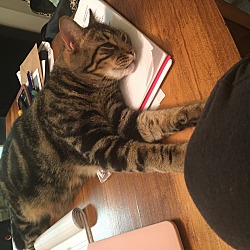 American Shorthair Kittens For Sale In Fresno California