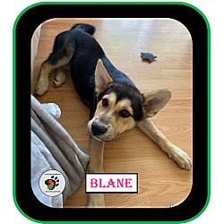Thumbnail photo of Blane UPDATED (Molloys Litter) #2