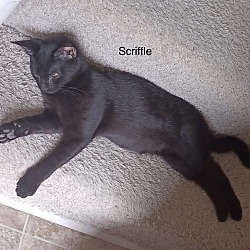 Photo of Scriffle
