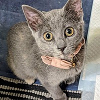 adopt a pet