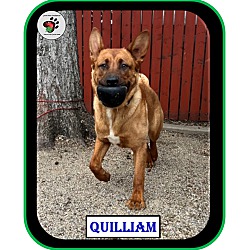 Thumbnail photo of Quilliam - ADOPTED!!! #4