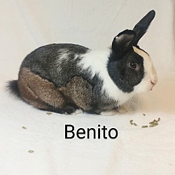 Thumbnail photo of Benito #2