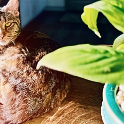 Photo of Kitty Meow