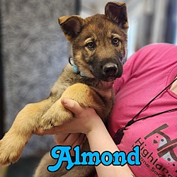 Photo of Almond