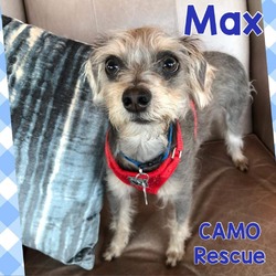 Thumbnail photo of Max (Dallas) #4