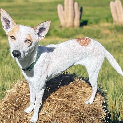 Irvine, CA - Australian Cattle Dog/Italian Greyhound. Meet Tiffany a ...