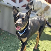 adopt a pet