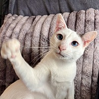 adopt a pet