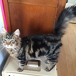 Thumbnail photo of Maine Coon mix LH 6 mo M cat #2