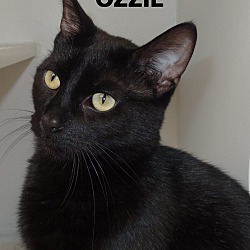 Thumbnail photo of Ozzie #2