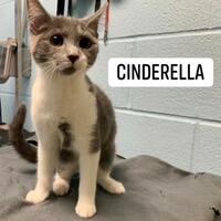 Photo of Cinderella