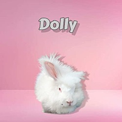Thumbnail photo of Dolly (bonded to Dana) #1