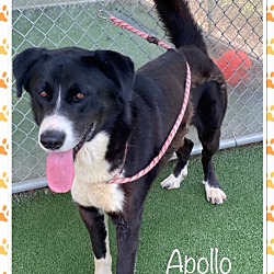 Thumbnail photo of APOLLO (reclaimed) #2