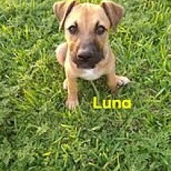 Thumbnail photo of Luna (TX) #3
