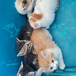 Photo of litter of five