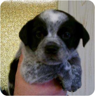 australian cattle dog pug mix