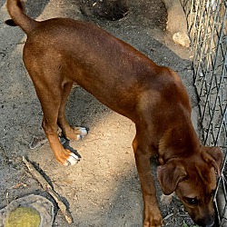 Thumbnail photo of Redbone Puppiesx #3
