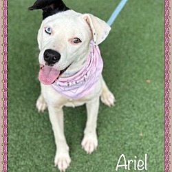 Thumbnail photo of ARIEL #3