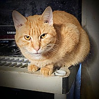 adopt a pet