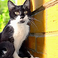 adopt a pet