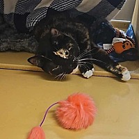 adopt a pet