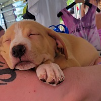 adopt a pet
