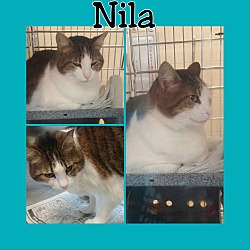 Thumbnail photo of Nila #2