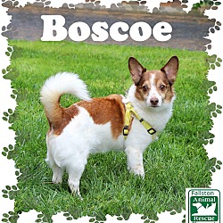 Thumbnail photo of Boscoe #1
