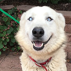 Siberian husky mixed sales with great pyrenees