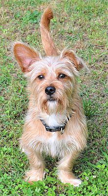 Hagerstown, MD - Yorkie, Yorkshire Terrier/Pekingese. Meet Nelson a Pet ...