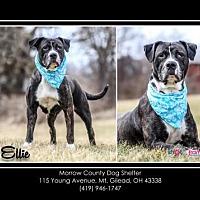 Morrow County Dog Shelter in Mt. Gilead, Ohio