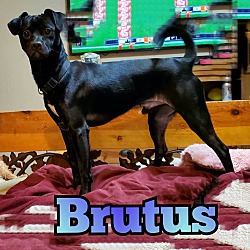 Thumbnail photo of Brutus #2