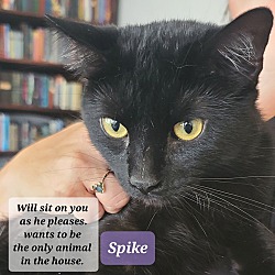 Photo of Spike