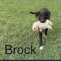 Photo of Brock