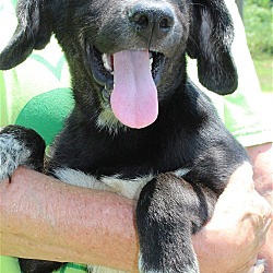 Photo of Checkers 37789
