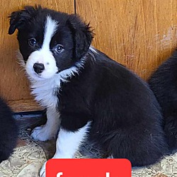 Photo of Border collie pups
